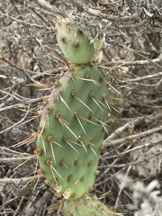 Opuntia × vaseyi