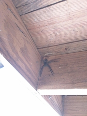 Dolomedes tenebrosus