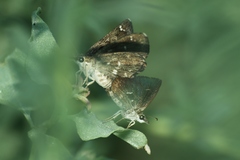Hesperopsis gracielae