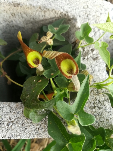 Marsh's dutchman's pipe (Aristolochia pentandra)