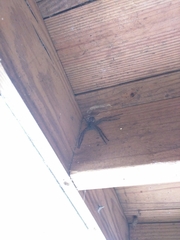 Dolomedes tenebrosus