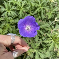 Geranium oreganum