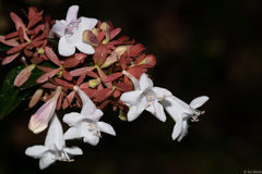 Abelia
