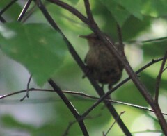 Troglodytes hiemalis
