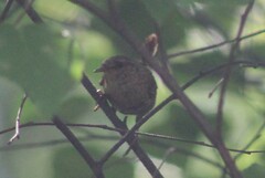 Troglodytes hiemalis