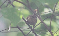 Troglodytes hiemalis