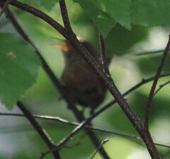 Troglodytes hiemalis