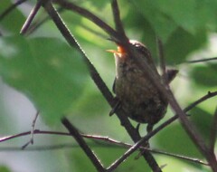 Troglodytes hiemalis