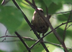 Troglodytes hiemalis