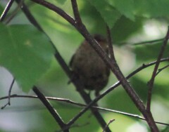 Troglodytes hiemalis