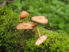 Fungi