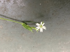 Stellaria borealis borealis