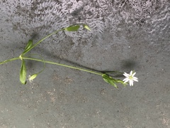 Stellaria borealis borealis