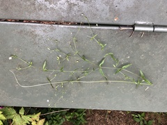 Stellaria borealis borealis