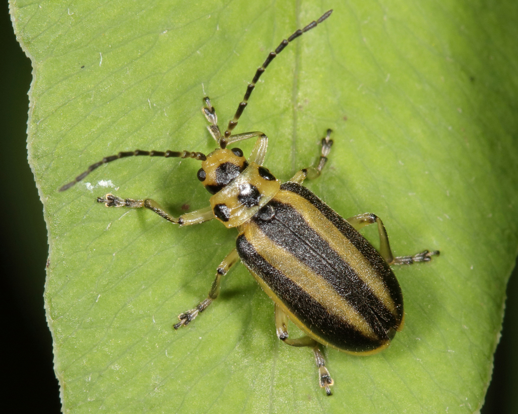Trirhabda virgata