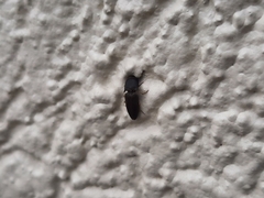 Heteroderes amplicollis