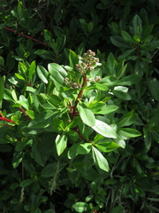 Escallonia discolor