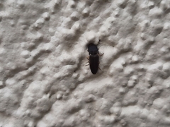 Heteroderes amplicollis