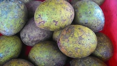 Mangifera foetida