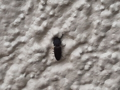 Heteroderes amplicollis