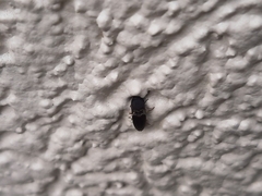 Heteroderes amplicollis