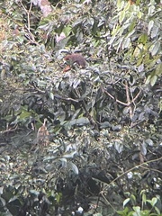 Plecturocebus discolor