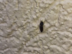 Heteroderes amplicollis