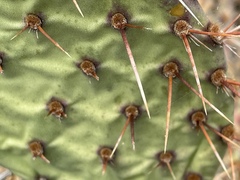 Opuntia × vaseyi