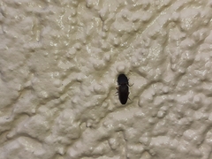 Heteroderes amplicollis