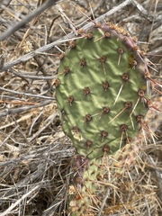 Opuntia × vaseyi
