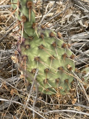 Opuntia × vaseyi