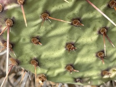 Opuntia × vaseyi