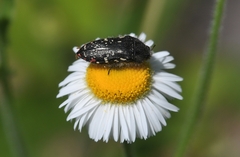 Acmaeodera miliaris