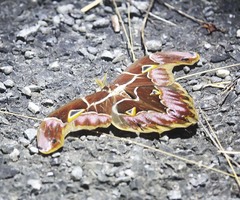 Archaeoattacus staudingeri