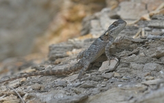 Sceloporus torquatus binocularis