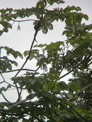 Saguinus tripartitus