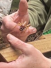 Hemideina ricta