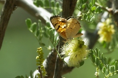 Phyciodes picta
