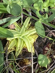 Pinguicula caerulea
