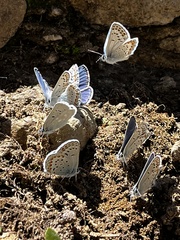 Plebejus fridayi