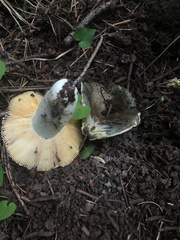 Russula atroglauca