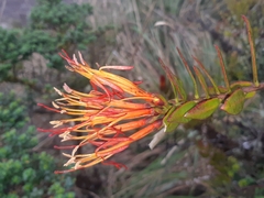 Tristerix longibracteatus