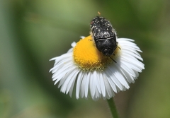 Acmaeodera miliaris