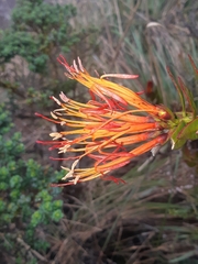 Tristerix longibracteatus