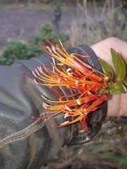 Tristerix longibracteatus