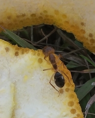 Formicidae