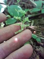 Neottia auriculata