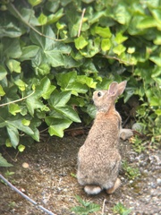 Sylvilagus floridanus