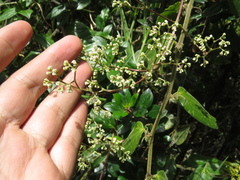 Valeriana clematitis