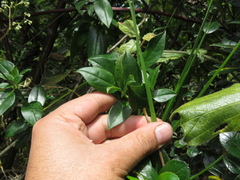 Valeriana clematitis